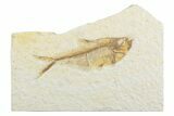 Detailed Fossil Fish (Diplomystus) - Wyoming #369490-1